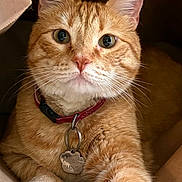 Alfalfa is registered to the contest to win money with this photo: cat, ginger_cat, pet, collar, tag, paw, box, indoor, close_up, feline, cute, curious, whiskers, fur, animal, domestic, relaxed, portrait, orange, cozy