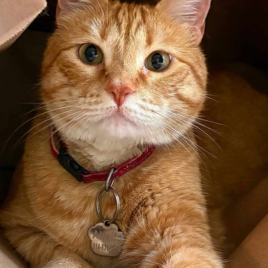 Alfalfa is registered to the contest to win money with this photo: cat, ginger_cat, pet, collar, tag, paw, box, indoor, close_up, feline, cute, curious, whiskers, fur, animal, domestic, relaxed, portrait, orange, cozy