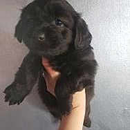Shelly