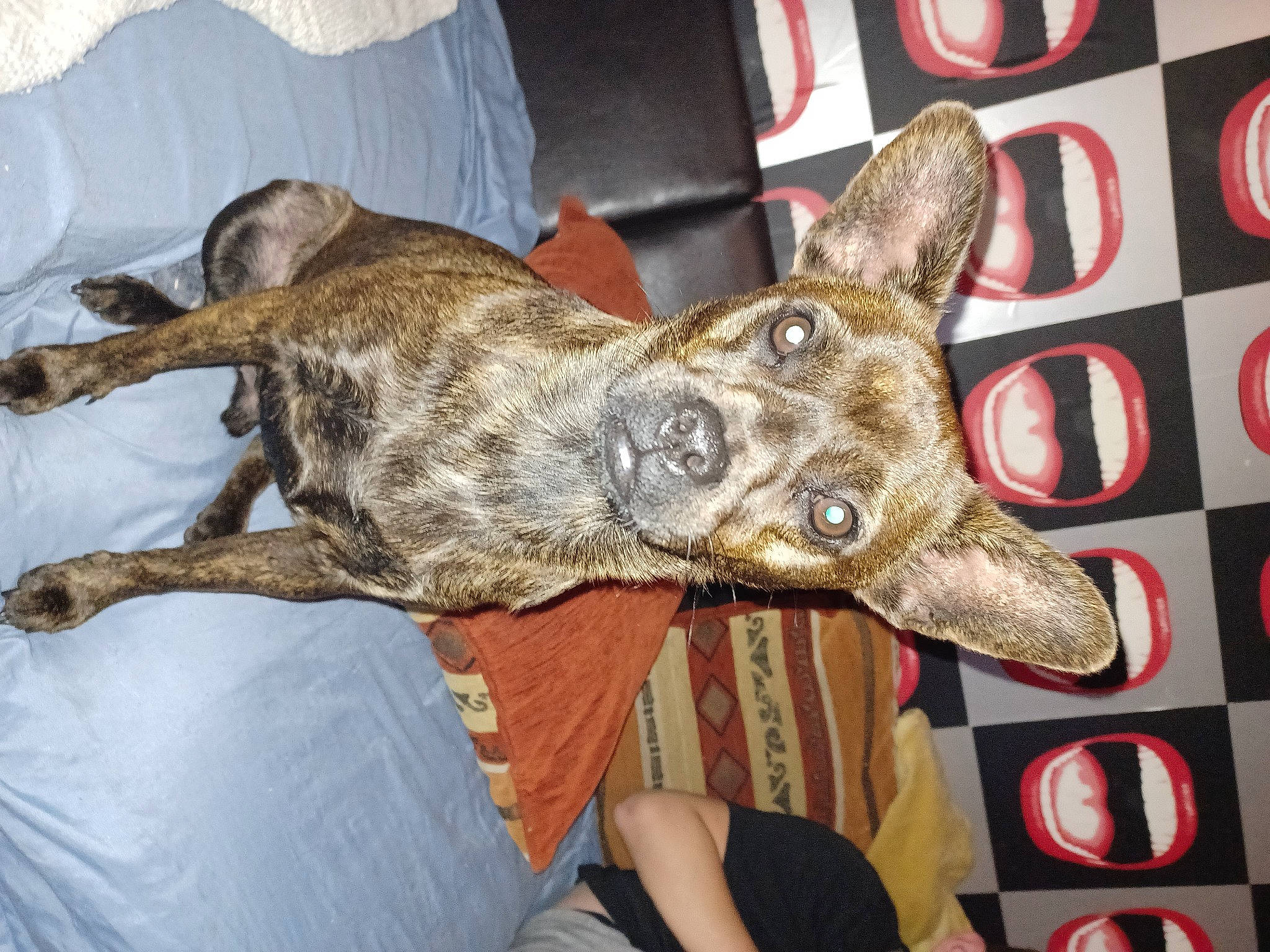 Bandy a rejoint le concours — aidez-le/la à gagner de superbes lots ! canidae, carnivore, collar, dog, dog_breed, ear, fawn, fur, metal, military_camouflage, non_sporting_group, snout, sporting_group, treeing_tennessee_brindle, whiskers, working_animal