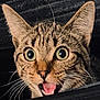 Loki is registered to the contest to win money with this photo: cat, close_up, wide_eyes, surprised, tongue_out, whiskers, tabby, pet, feline, portrait, ears, fur, green_eyes, indoor, zipper, astonished, expression, macro, face, cute