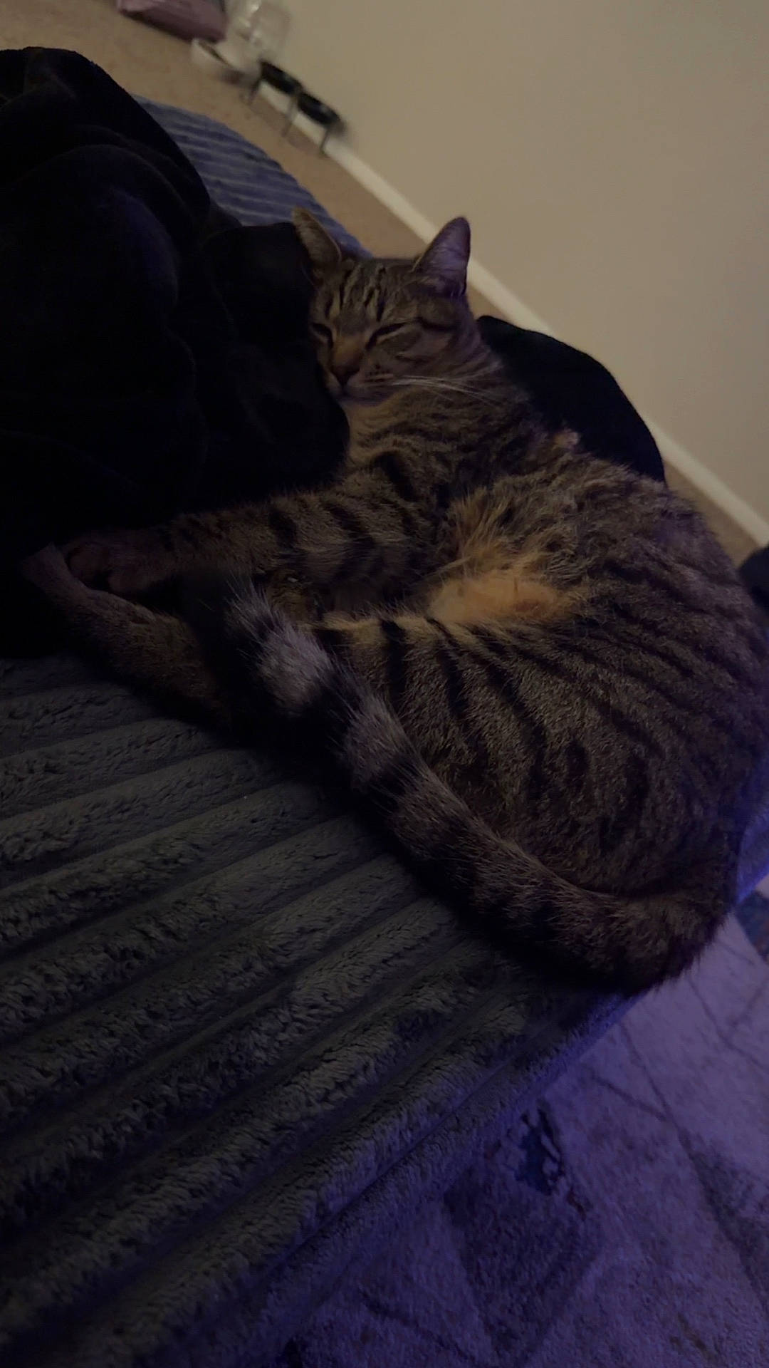 Sheru joined the competition — help win amazing prizes! bed, blanket, carpet, cat, closeup, cozy, cushion, domestic_cat, fur, home_interior, indoor, paws, pet, relaxed, resting, sleeping_cat, striped, tabby, tail, whiskers