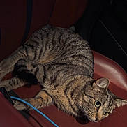 Sheru is registered to the contest to win money with this photo: cat, tabby_cat, pet, animal, car_interior, car_seat, leather_seat, striped_fur, whiskers, big_eyes, ear, paw, blue_cable, seatbelt, relaxed, close_up, portrait, indoor, night_photo, fur
