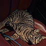 cat, tabby_cat, pet, animal, car_interior, car_seat, leather_seat, striped_fur, whiskers, big_eyes, ear, paw, blue_cable, seatbelt, relaxed, close_up, portrait, indoor, night_photo, fur