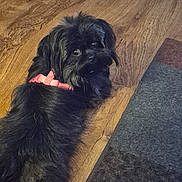 Ruby joined the competition — help win amazing prizes! animal, black_dog, canine, collar, companion, curious, cute, dog, domestic_animal, floor, fur, furry, indoor, laying_down, looking_back, pet, relaxed, rug, small_dog, wood_floor