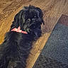 animal, black_dog, canine, collar, companion, curious, cute, dog, domestic_animal, floor, fur, furry, indoor, laying_down, looking_back, pet, relaxed, rug, small_dog, wood_floor