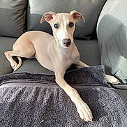 Sahab a rejoint le concours — aidez-le/la à gagner de superbes lots ! dog, couch, towel, indoor, light, pet, animal, relaxed, gray, fur, paw, looking, ears, snout, nose, sitting, cozy, home, sunlight, curious