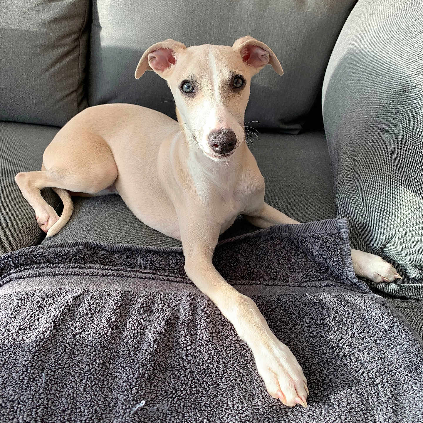 Sahab a rejoint le concours — aidez-le/la à gagner de superbes lots ! animal, couch, cozy, curious, dog, ears, fur, gray, home, indoor, light, looking, nose, paw, pet, relaxed, sitting, snout, sunlight, towel