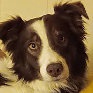 Cooper is registered to the contest to win money with this photo: dog, close_up, black_and_white, pet, animal, indoor, fur, face, ears, nose, eyes, portrait, canine, looking, mammal, domestic_animal, companion, furry, alert, cute