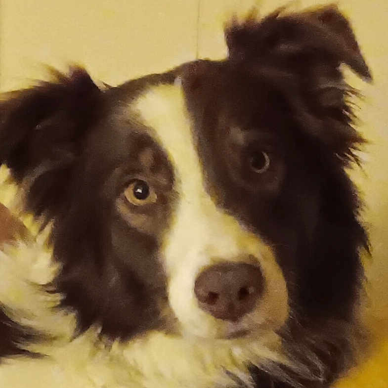 Cooper is registered to the contest to win money with this photo: alert, animal, black_and_white, canine, close_up, companion, cute, dog, domestic_animal, ears, eyes, face, fur, furry, indoor, looking, mammal, nose, pet, portrait