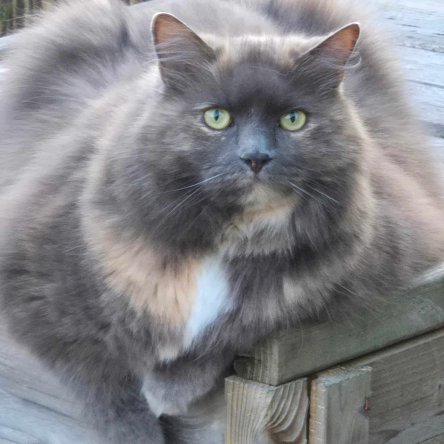 Phoebe a rejoint le concours — aidez-le/la à gagner de superbes lots ! animal, animal_portrait, cat, closeup, domestic_cat, ears, face, feline, fluffy, fur, green_eyes, grey_cat, nature, outdoor, pet, portrait, relaxed, resting, whiskers, wood