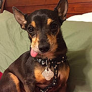 Tippy is registered to the contest to win money with this photo: animal, bed, bedding, black_fur, companion, cute, dog, dog_tag, domestic_animal, ears_up, green_pillow, harness, indoor, looking_at_camera, pet, resting, small_dog, tan_fur, tongue_out, wooden_headboard