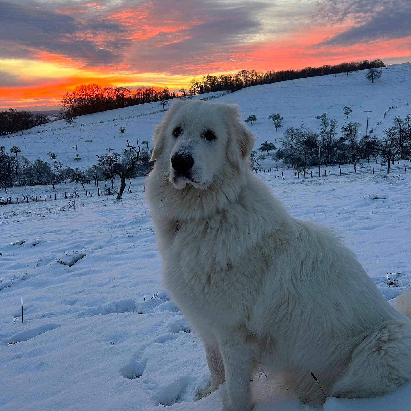 Belle