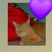 Rosco Jenkins joined the competition — help win amazing prizes! cat, orange_tabby, sleeping, red_bag, indoor, pet, close_up, fur, whiskers, ears, resting, collar, cute, animal, domestic_cat, quiet, relaxed, feline, heart_emoji, background