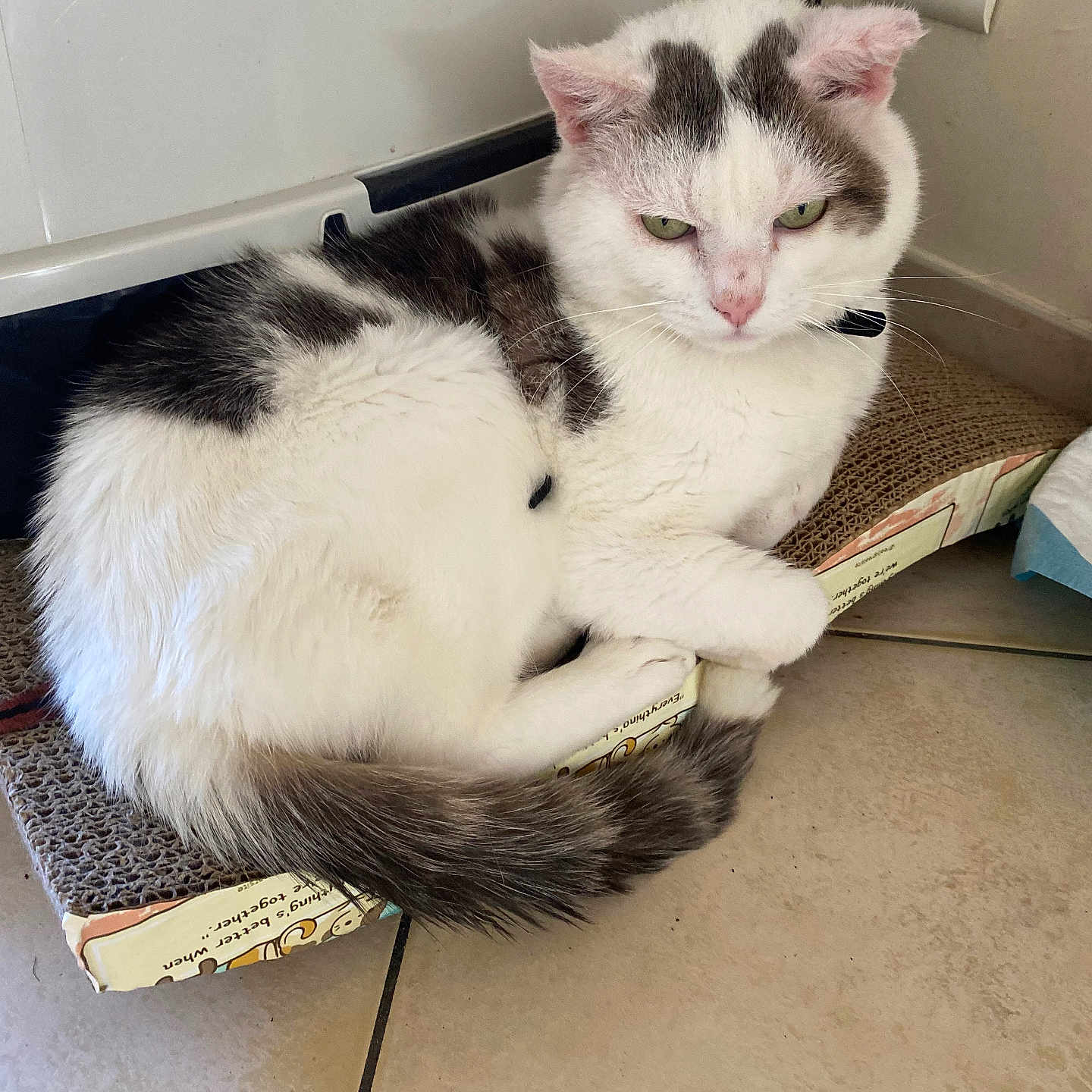 Neko participe au concours pour gagner de l'argent avec cette photo : animal, cardboard_scratch_pad, cat, closeup, cute, domestic_animal, ears, feline, floor, fur, gray_cat, indoor, looking, pet, power_outlet, resting, tail, tile_floor, whiskers, white_cat