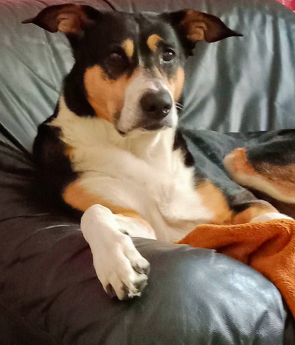 Ice a rejoint le concours — aidez-le/la à gagner de superbes lots ! canidae, carnivore, comfort, companion_dog, dog, dog_breed, fur, snout, sporting_group, terrestrial_animal, terrier, toy_dog, whiskers, working_animal, working_dog