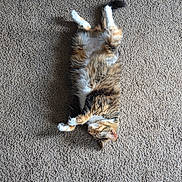 Pumpkin is registered to the contest to win money with this photo: cat, calico_cat, pet, feline, animal, sleeping, lying_down, upside_down, fluffy, fur, white_fur, orange_fur, brown_fur, indoor, carpet, sunlight, shadow, relaxed, cute, home