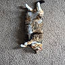 cat, calico_cat, pet, feline, animal, sleeping, lying_down, upside_down, fluffy, fur, white_fur, orange_fur, brown_fur, indoor, carpet, sunlight, shadow, relaxed, cute, home