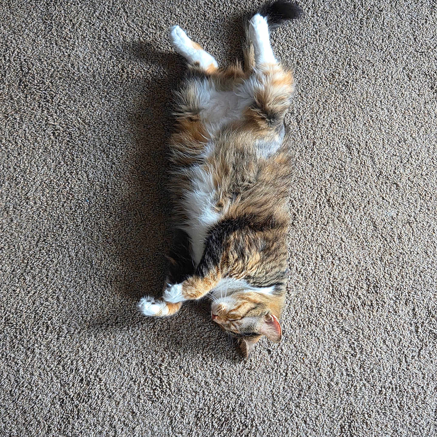 Pumpkin is registered to the contest to win money with this photo: cat, calico_cat, pet, feline, animal, sleeping, lying_down, upside_down, fluffy, fur, white_fur, orange_fur, brown_fur, indoor, carpet, sunlight, shadow, relaxed, cute, home