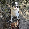 Ruby a rejoint le concours — aidez-le/la à gagner de superbes lots ! dog, black_and_white, tree_stump, forest, outdoor, sunlight, tongue_out, happy, nature, grass, flowers, bark, animal, pet, sitting, fur, canine, smiling, wood, landscape