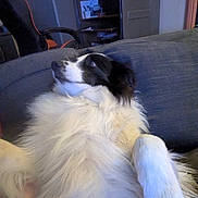 Ruby a rejoint le concours — aidez-le/la à gagner de superbes lots ! dog, black_and_white, fluffy, couch, indoor, relaxed, pet, furniture, sitting, looking_away, cozy, home, animal, fur, domestic_animal, companion, canine, resting, side_view, household