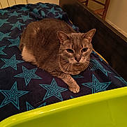 Pachou a rejoint le concours — aidez-le/la à gagner de superbes lots ! cat, gray_cat, bed, blanket, star_pattern, furniture, chair, folded_blanket, indoor, pet, animal, relaxed, lying_down, domestic, cozy, green_container, wooden_chair, fur, whiskers, resting