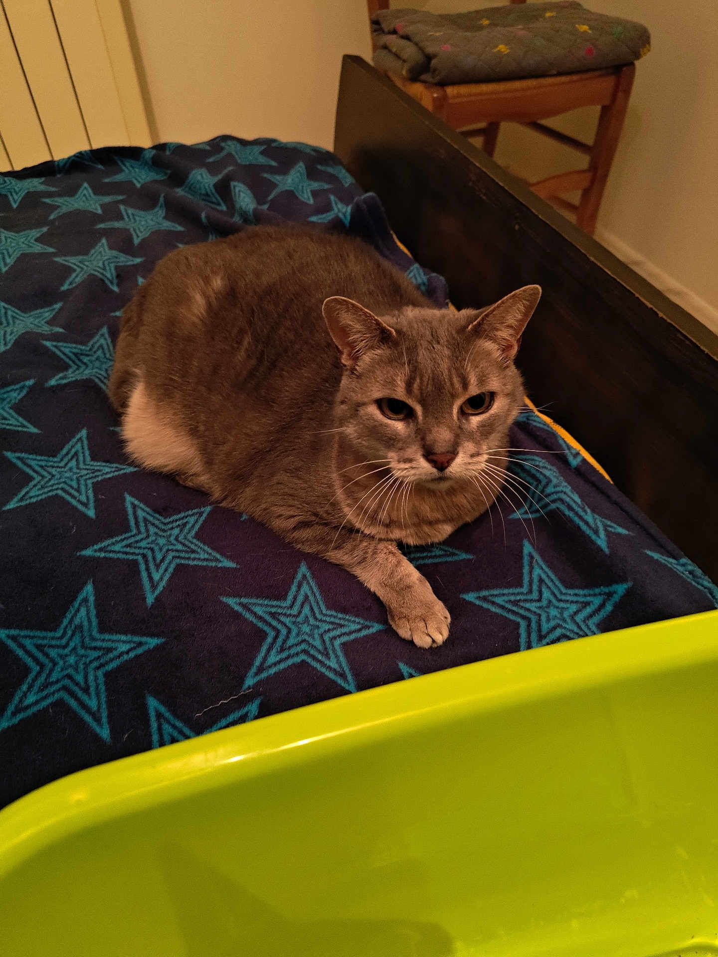 Pachou a rejoint le concours — aidez-le/la à gagner de superbes lots ! cat, gray_cat, bed, blanket, star_pattern, furniture, chair, folded_blanket, indoor, pet, animal, relaxed, lying_down, domestic, cozy, green_container, wooden_chair, fur, whiskers, resting
