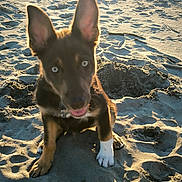 Guizmo a rejoint le concours — aidez-le/la à gagner de superbes lots ! puppy, dog, beach, sand, toy, ears, paws, sunlight, playing, outdoor, animal, pet, curious, young, blue_eyes, white_paw, brown_fur, daytime, nature, fun