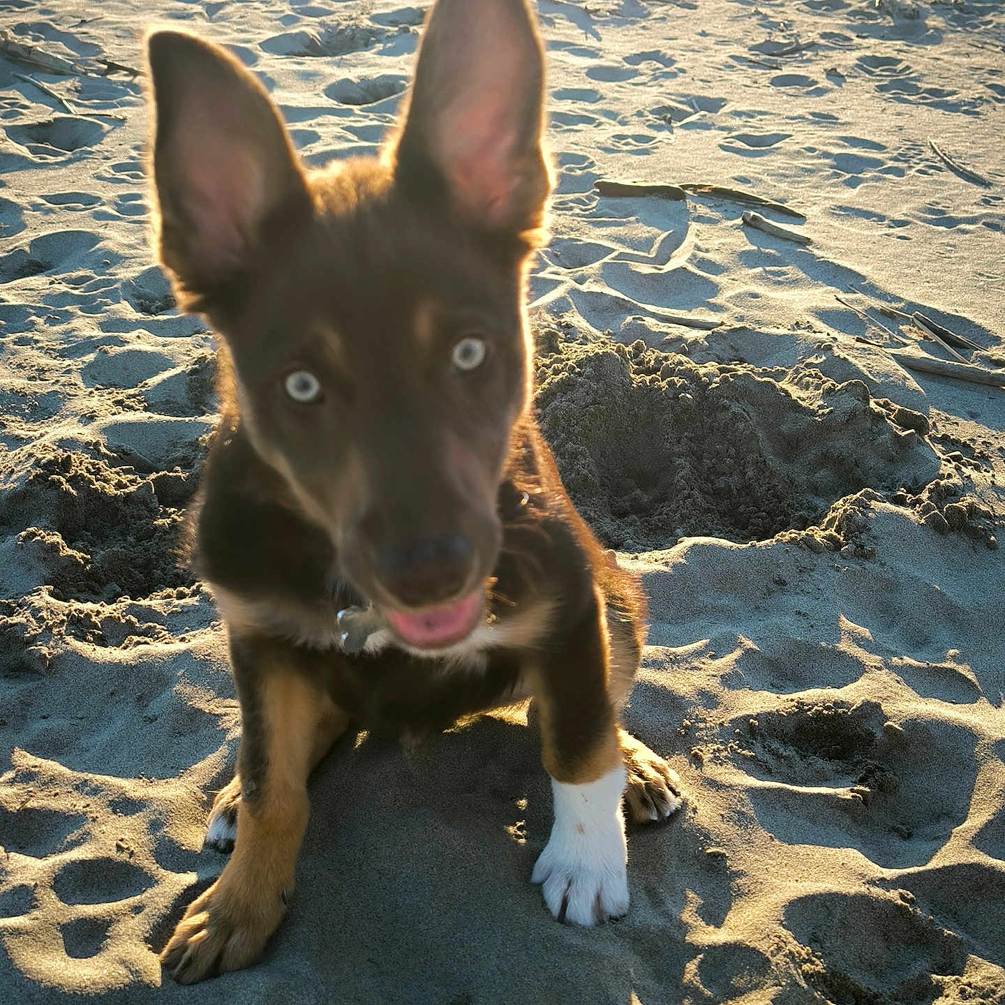 Guizmo a rejoint le concours — aidez-le/la à gagner de superbes lots ! animal, beach, blue_eyes, brown_fur, curious, daytime, dog, ears, fun, nature, outdoor, paws, pet, playing, puppy, sand, sunlight, toy, white_paw, young