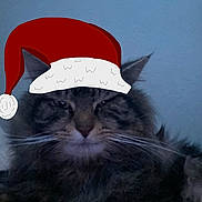 Gus is registered to the contest to win money with this photo: cat, tabby, pet, animal, feline, whiskers, fur, face, ears, nose, indoor, closeup, portrait, relaxed, sleepy, holiday, hat, digital_art, christmas, festive