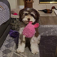 Remi is registered to the contest to win money with this photo: dog, toy, plush_toy, living_room, carpet, decor, furniture, pet, animal, brown_and_white, fluffy, indoor, home, cute, playing, stuffed_animal, household, relaxing, floor, cozy
