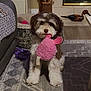 dog, toy, plush_toy, living_room, carpet, decor, furniture, pet, animal, brown_and_white, fluffy, indoor, home, cute, playing, stuffed_animal, household, relaxing, floor, cozy