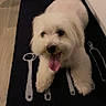 Chanel participe au concours pour gagner de l'argent avec cette photo : dog, puppy, white_dog, fluffy, small_dog, tongue_out, sitting, indoors, kitchen, kitchen_mat, floor, wood_floor, cabinet, appliance, utensils, pet, animal, portrait, front_view, happy