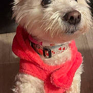 Chanel participe au concours pour gagner de l'argent avec cette photo : dog, pet, fluffy, white_fur, red_clothing, sweater, collar, indoor, portrait, close_up, animal, cute, scruffy, small_dog, sitting, looking_at_camera, brown_nose, dark_background, cozy, smartphone_screenshot