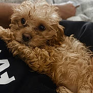 Daisy joined the competition — help win amazing prizes! animal, brown_fur, close_up, companion, cozy, cuddly, curly_fur, cute, dog, domestic_animal, fur, human_hand, indoor, looking_up, pet, puppy, relaxed, resting, soft, young_dog