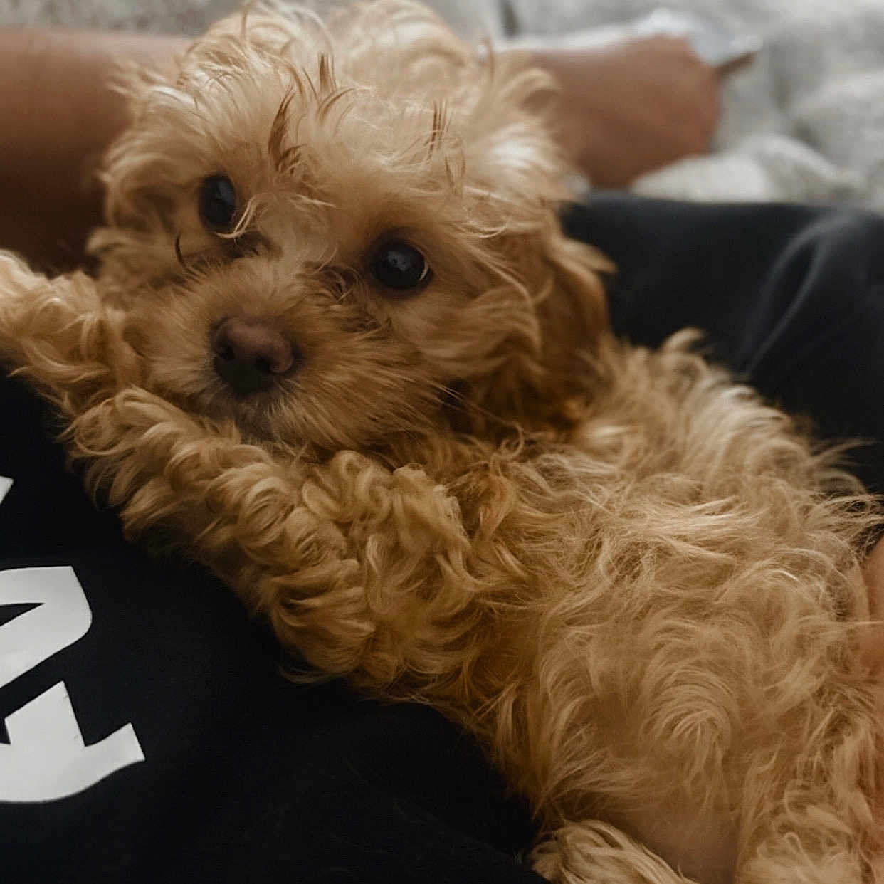 Daisy joined the competition — help win amazing prizes! animal, brown_fur, close_up, companion, cozy, cuddly, curly_fur, cute, dog, domestic_animal, fur, human_hand, indoor, looking_up, pet, puppy, relaxed, resting, soft, young_dog
