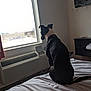 dog, bed, window, indoor, black_and_white, collar, furniture, air_conditioner, urban, snow, quiet, waiting, room, curtain, hanger, resting, back_view, calm, domestic, daylight