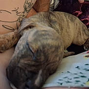 Bandit Jr joined the competition — help win amazing prizes! animal, arm, bed, blanket, blurry, close_up, colorful, cozy, dog, fur, indoors, patterned, pet, puppy, relaxation, resting, sleeping, soft, tattoo, young_dog