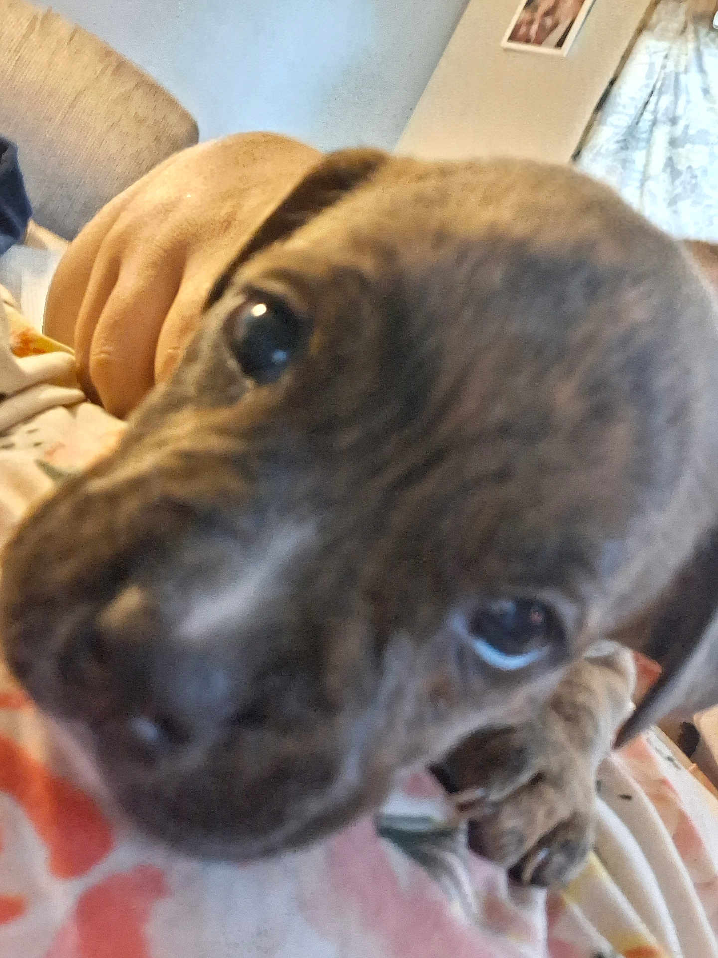 Bandit Jr