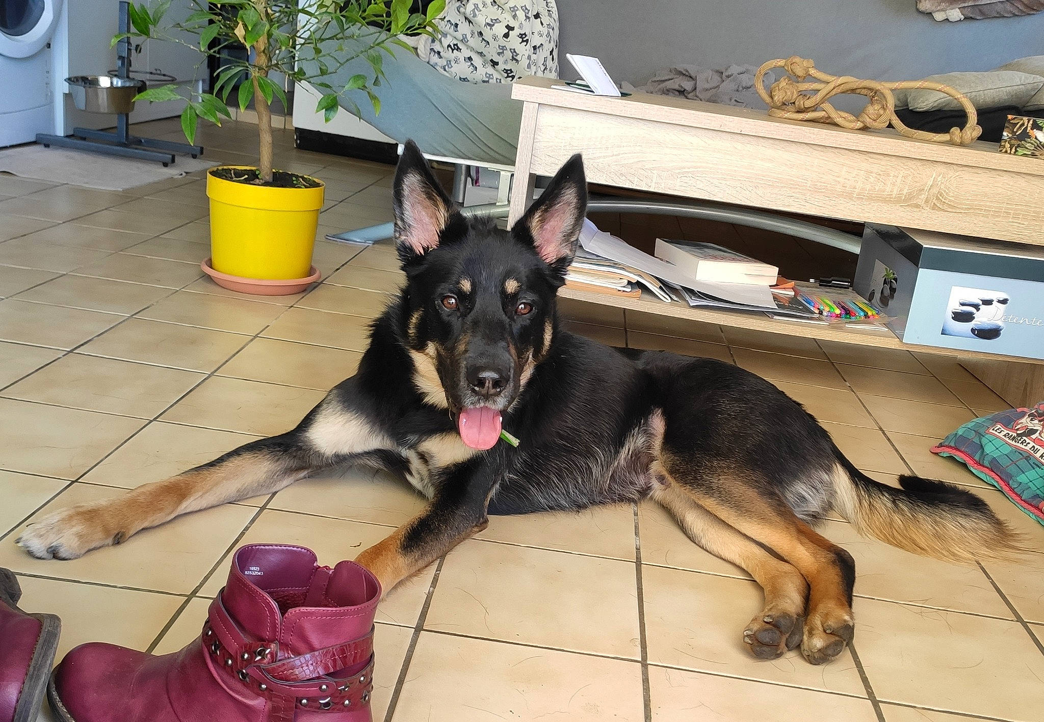 Jesper participe au concours pour gagner de l'argent avec cette photo : carnivore, collar, companion_dog, dog, dog_breed, dog_supply, east_european_shepherd, fire_hydrant, flooring, flowerpot, german_shepherd_dog, guard_dog, herding_dog, houseplant, king_shepherd, mammal, old_german_shepherd_dog, plant, shelf, working_animal
