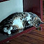 animal, cat, cozy, cute, domestic_animal, feline, fur, indoor, napping, paws, pet, quiet, relaxed, resting, sleeping, striped, tabby, whiskers, wooden_floor, wooden_shelf