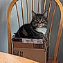 Felix joined the competition — help win amazing prizes! animal, box, cardboard, carton, cat, chair, computer, diningtable, electronics, furniture, hardwood, indoors, kitten, laptop, manx, pc, pet, qrcode, table, wood