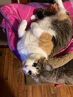 Mango joined the competition — help win amazing prizes! carnivore, cat, claw, comfort, companion_dog, dog_breed, domestic_short_haired_cat, fawn, felidae, flooring, fur, hardwood, nap, paw, small_to_medium_sized_cats, snout, tail, whiskers, wood, wood_flooring