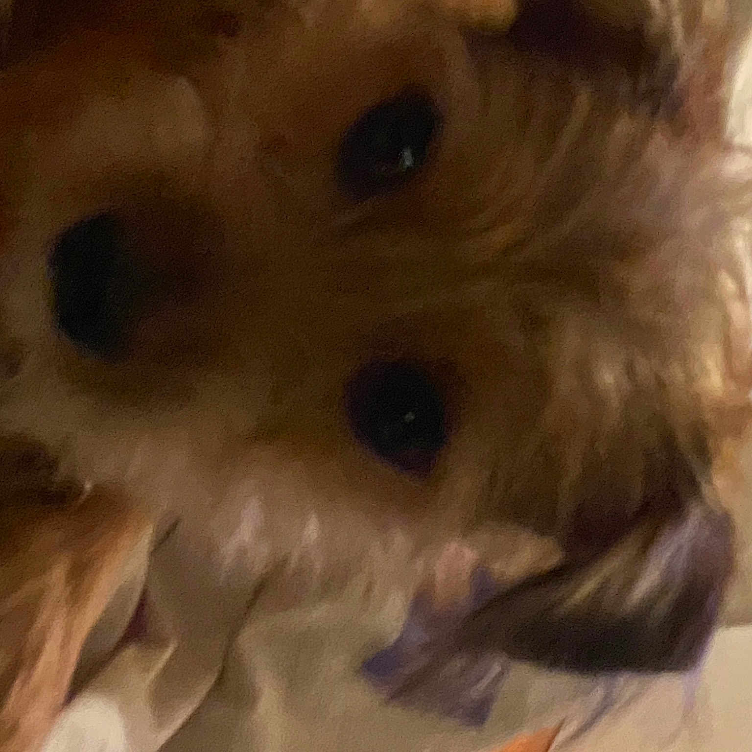 Piper