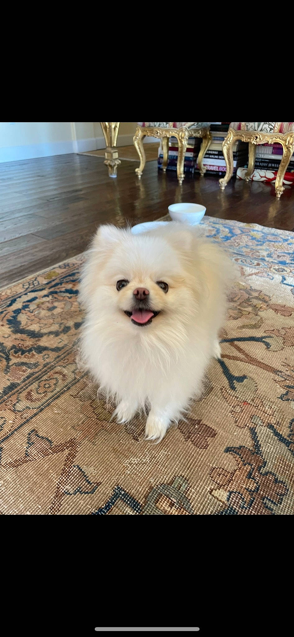 Bougie joined the competition — help win amazing prizes! canidae, carnivore, companion_dog, dog, dog_breed, flooring, fur, german_spitz, german_spitz_klein, happy, hardwood, japanese_spitz, non_sporting_group, pomeranian, snout, spitz, sporting_group, toy_dog, volpino_italiano, wood