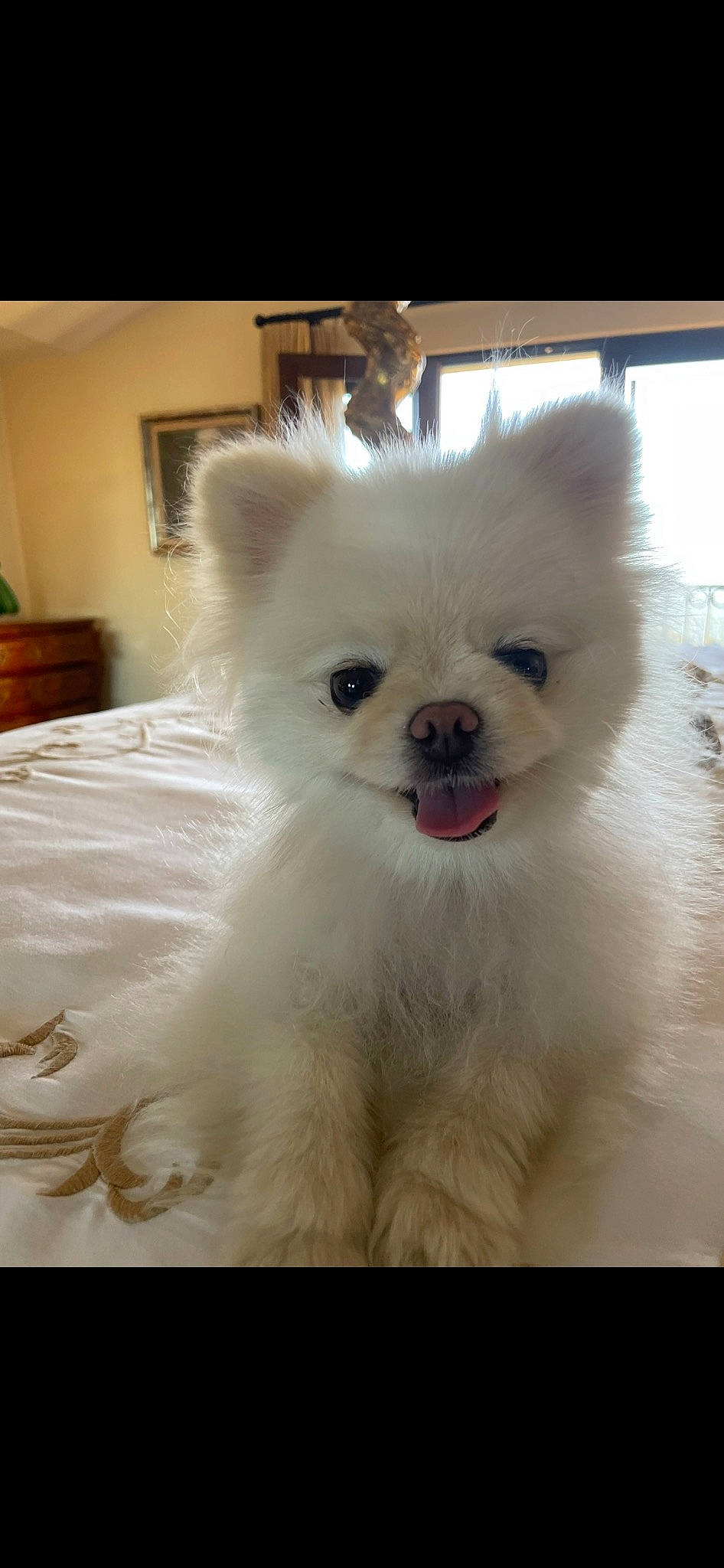 Bougie is registered to the contest to win money with this photo: canidae, carnivore, companion_dog, dog, dog_breed, ear, fawn, fur, houseplant, japanese_spitz, picture_frame, samoyed, snout, spitz, sporting_group, terrestrial_animal, toy_dog, volpino_italiano, whiskers, working_animal