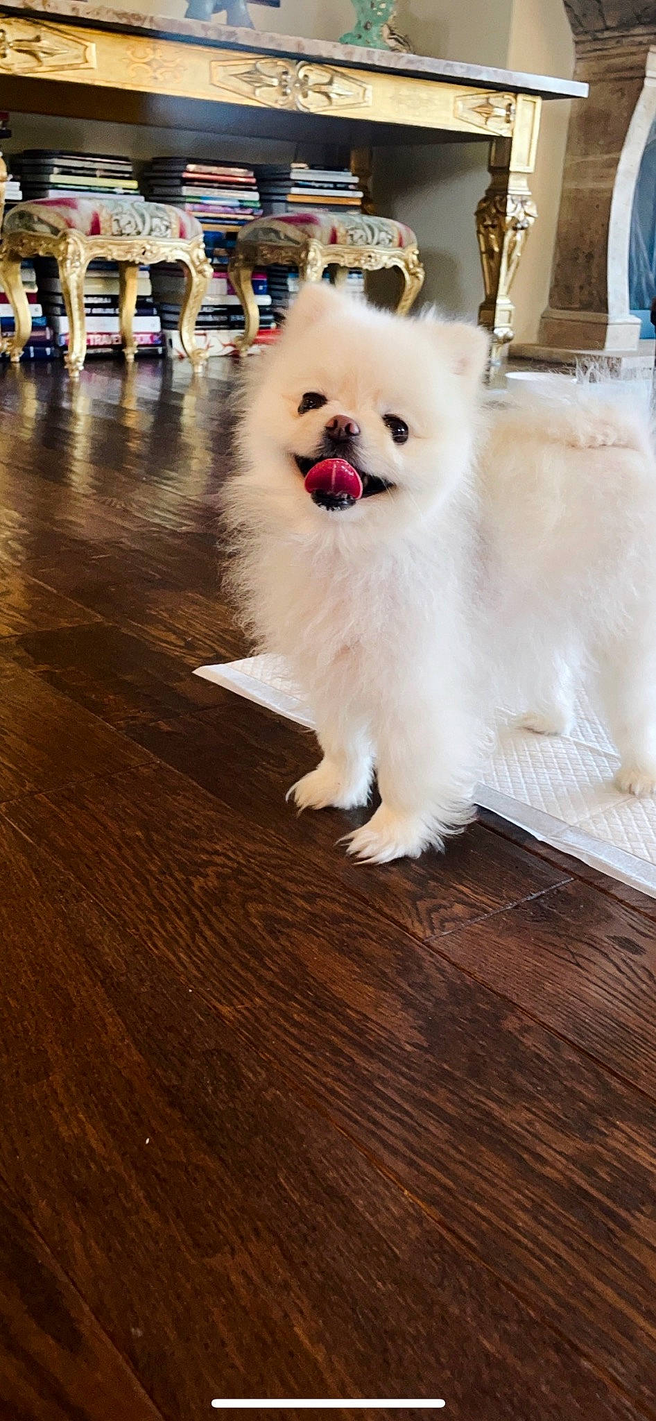 Bougie is registered to the contest to win money with this photo: canidae, carnivore, companion_dog, dog, dog_breed, flooring, fur, german_spitz, hardwood, non_sporting_group, plank, samoyed, spitz, sporting_group, toy_dog, varnish, volpino_italiano, wood, wood_flooring, wood_stain