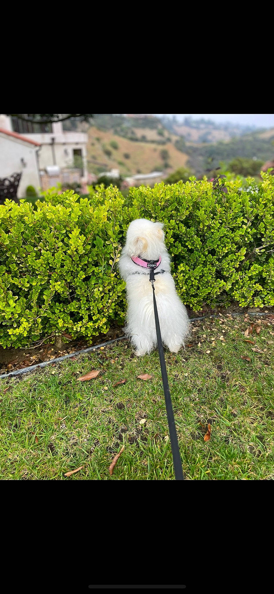 Bougie joined the competition — help win amazing prizes! carnivore, companion_dog, dog, dog_breed, fawn, fur, garden, grass, grass_family, groundcover, landscaping, lawn, people_in_nature, petal, plant, shrub, sporting_group, tail, toy_dog, tree