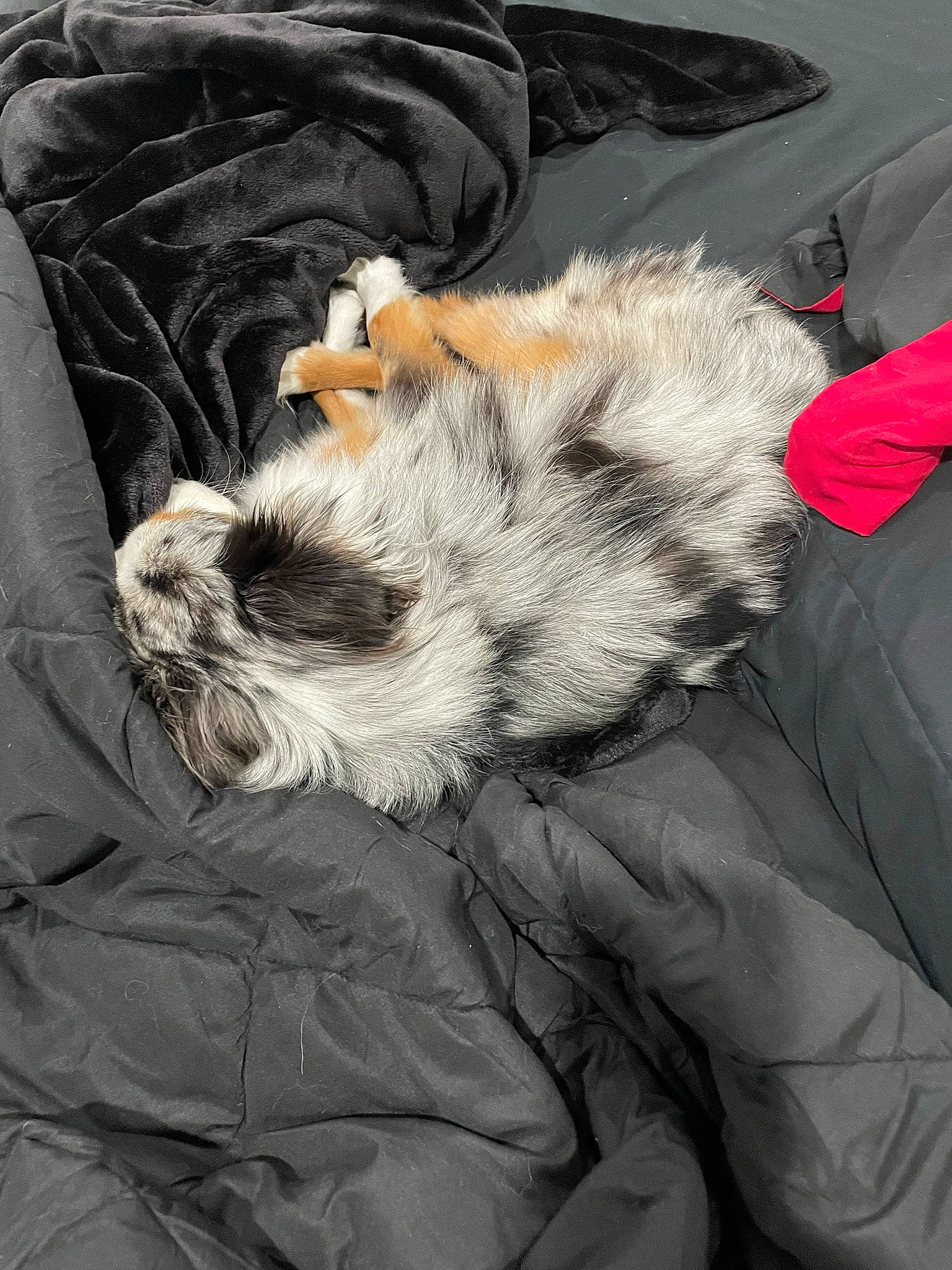 Byron joined the competition — help win amazing prizes! canidae, carnivore, claw, comfort, companion_dog, dog, dog_breed, fang, felidae, fur, fur_clothing, grey, nap, paw, sleep, small_to_medium_sized_cats, snout, sporting_group, textile, whiskers