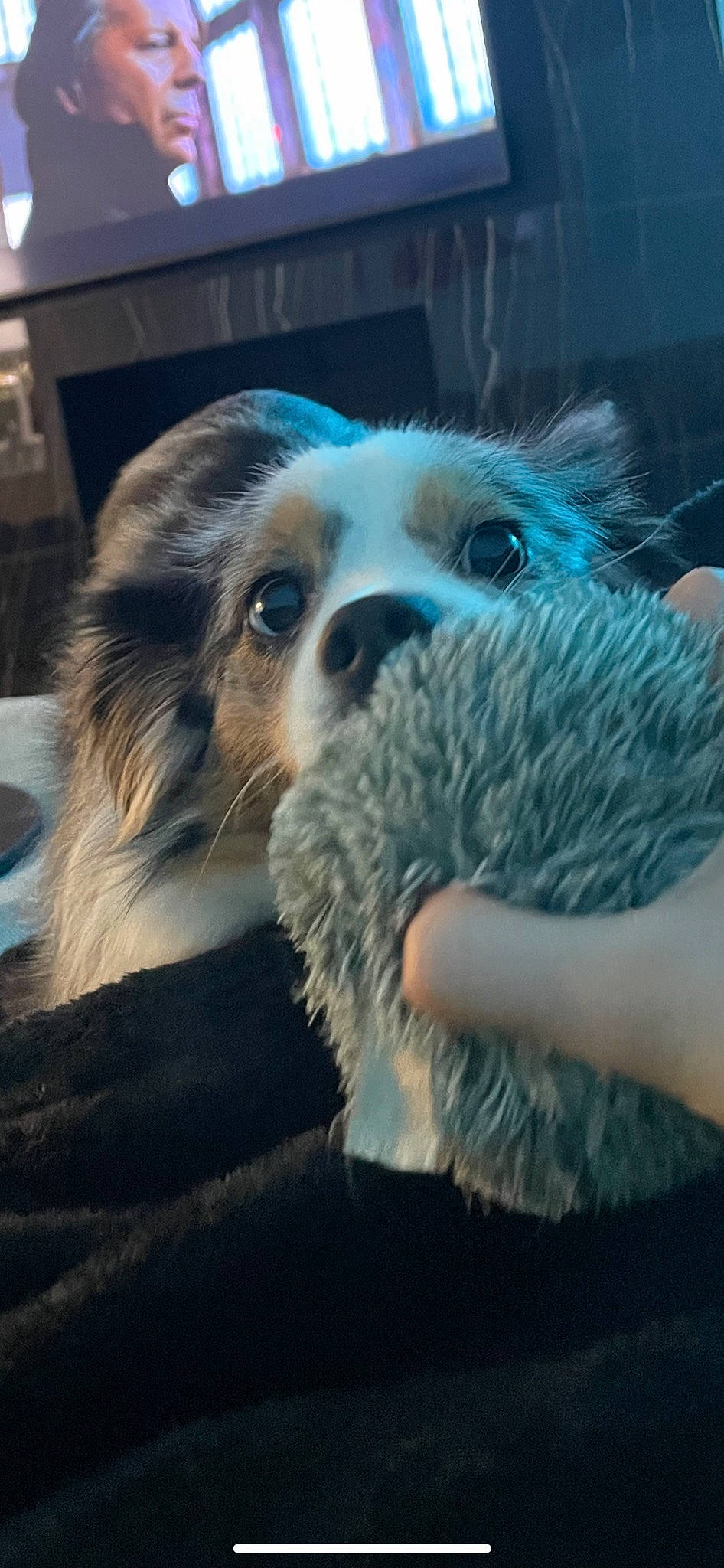 Byron joined the competition — help win amazing prizes! ball, canidae, carnivore, companion_dog, dog, dog_breed, fur, paw, puppy, puppy_love, small_terrier, snout, sporting_group, terrestrial_animal, terrier, toy_dog, whiskers, window, working_dog